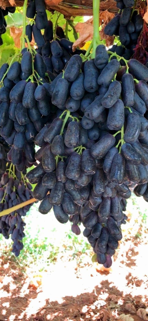 See full amazon price history chart for BLACK GRAPE PLANT (PACK OF 1) GRAFTED - Fruit Tree - Live Outdoor Garden Plant BLACK GRAPE PLANT (PACK OF 1) GRAFTED - Fruit Tree - Live Outdoor Garden Plant (B0CY2XSSW1) Amazon Price History, Amazon Price Tracker