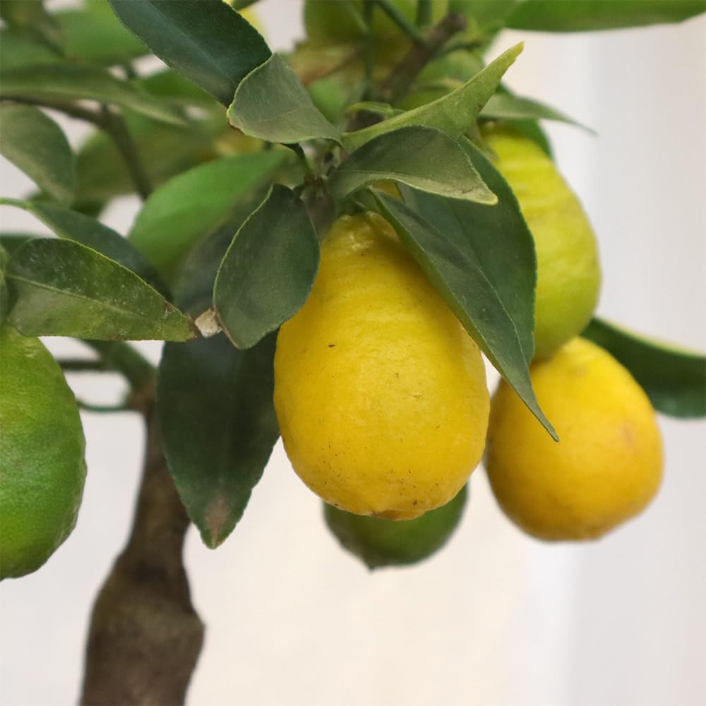 KENTIS - Bonsai di Limequat - Citrus Floridana - Pianta da Frutto Vera da Esterno - Giardino Balcone Terrazzo - H 28/38 cm Vaso in Ceramica 21 cm