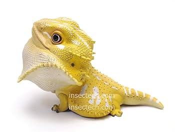 フトアゴヒゲトカゲ 爬虫類 ソフビフィギュア オレンジ・イエローオマケ付 フトアゴヒゲトカゲ 爬虫類 ソフビフィギュア オレンジ