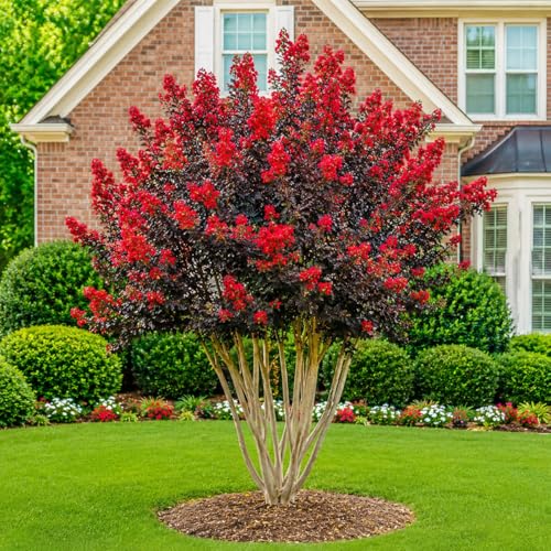 Black Diamond Best Red Crape Myrtle Tree/Shrub - 16-22