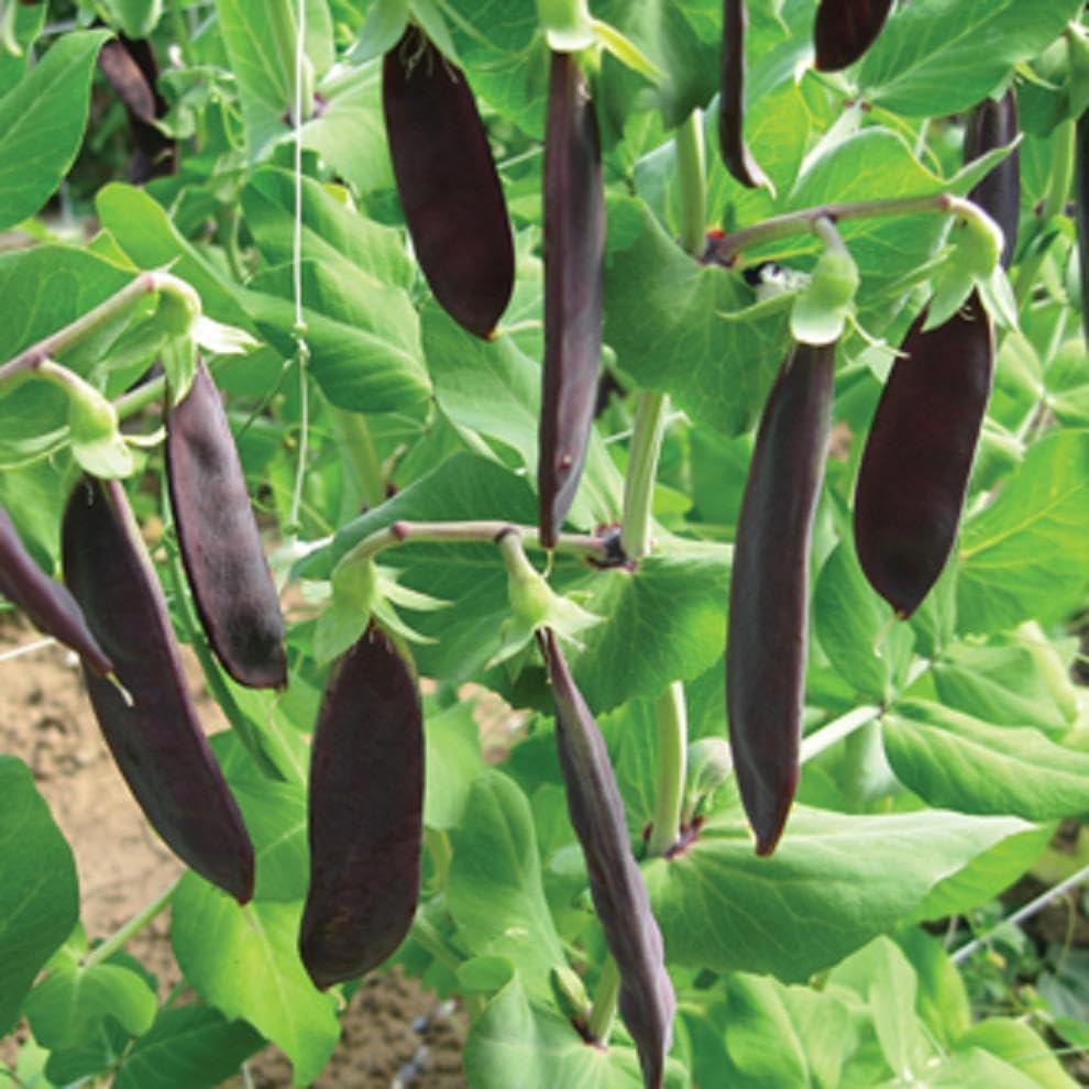 Buy4seeds 70 Seeds Pea Purple mangetout Snow Pea Shiraz Useful for Garden and Outdoor
