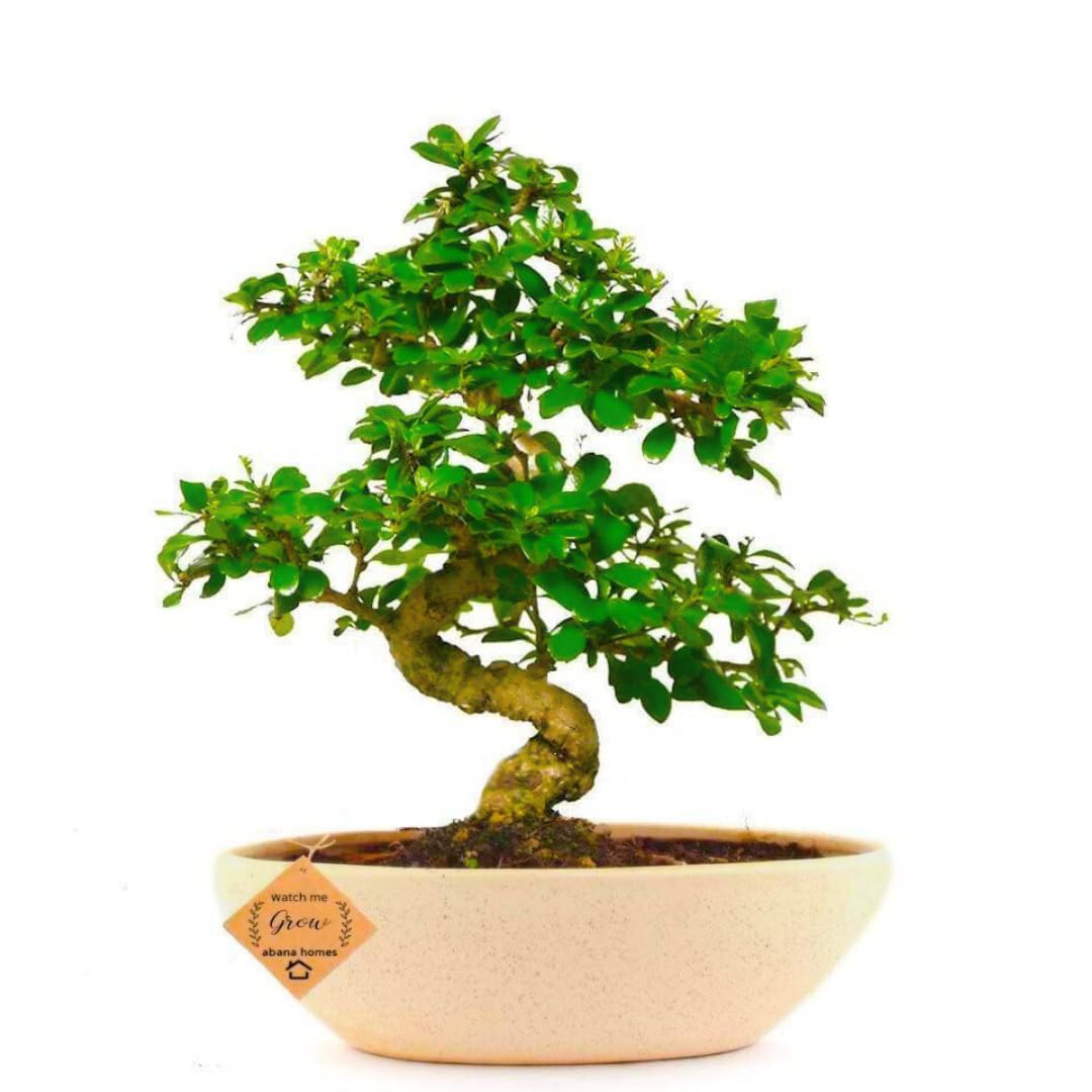 Abana Homes Bonsai Live Plant - 10 Years Old Carmona Flowering & Fragrance Bonsai Tree | Unique Bonsai Plants for Home Indoor | Ideal for Office, Living Room, Balcony | Height: 40cm