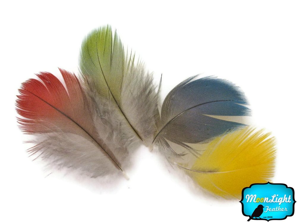 Parrot Feathers, Mix Parrot Macaw Body Plumage Feathers - 10 Pieces