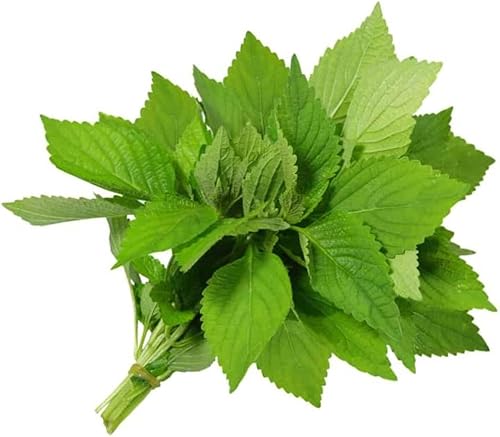 Miniatura 1 de Semillas de bálsamo de limón vietnamita (semillas de Elsholtzia Cristata), semillas Kinh Gioi, bálsamo vietnamita, Xiang ru o menta de limón |