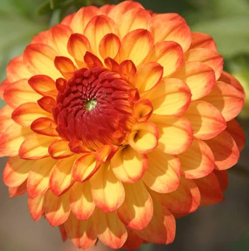 (2) `Hermosas flores florecientes Dalia Mardi Gras Mix Bulb/Rizoma/Raíza/Planta Perenne