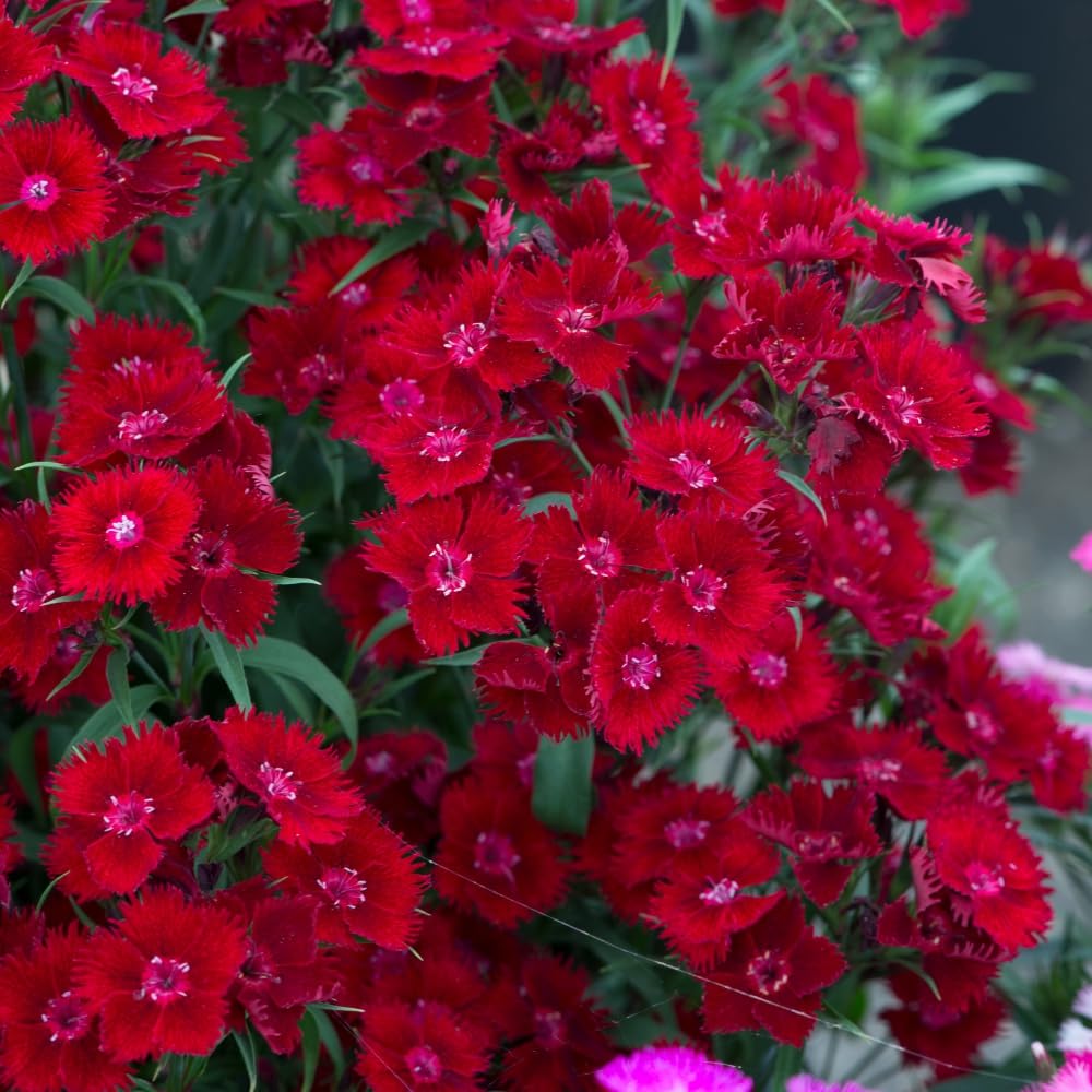 Dianthus (Pinks) Rocking Red Sweet William Garden Plant Hardy Perennials Flowering Garden Plants Easy to Grow Your Own 24x Plug Plants by Thompson and Morgan (24)