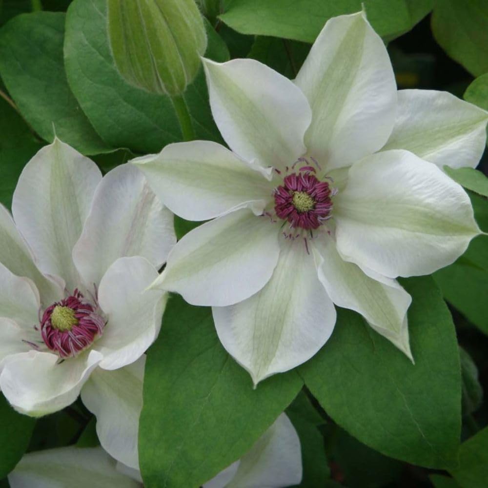Clematis 'Miss Bateman' - Compact Climbing Shrub with Dazzling White Flowers – 2X 3 Litre Potted Plant by Thompson & Morgan