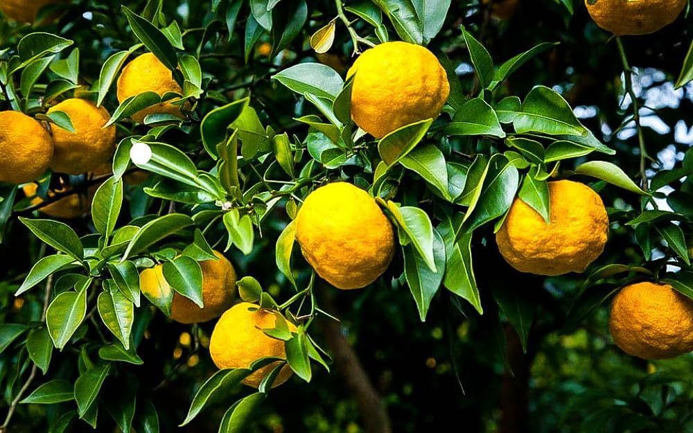 California only! Yuzu Bush (12-18" Tall), Rooted, No Ship Az, Tx, Fl, La, Ak