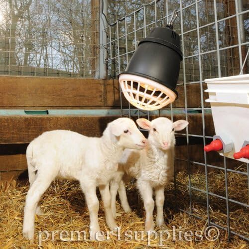 Stay Warm & Safe: A Review of the Premier 1 “Prima” Heat Lamp®