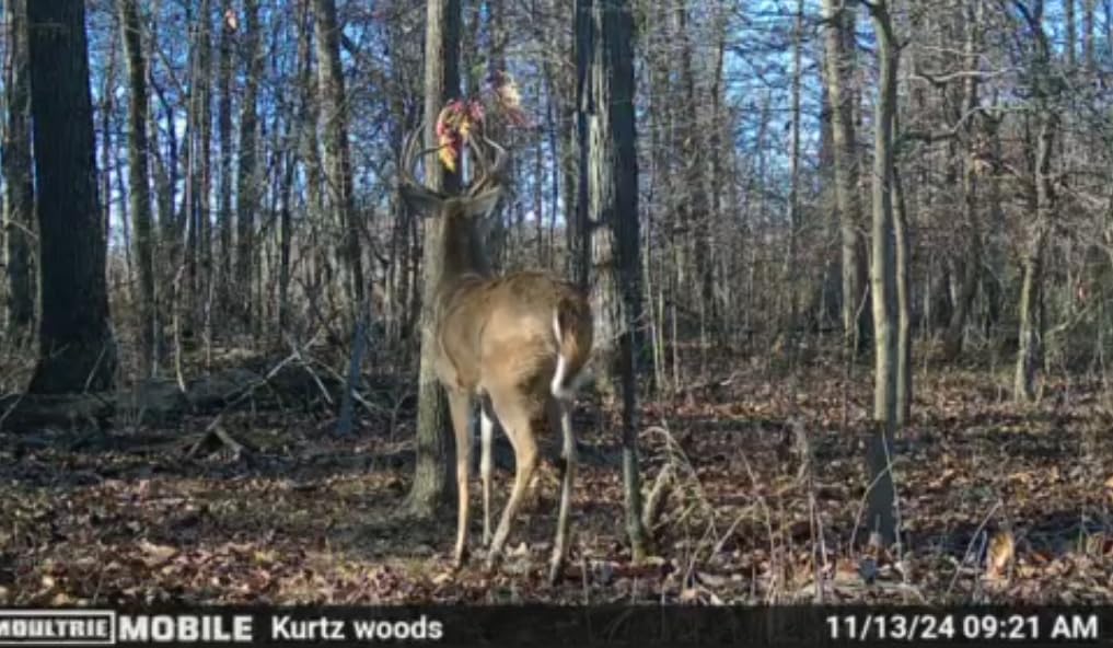 BuckStik BuckBranch Tree/Post Mounted Deer Licking Branch Mock Scrape System | Includes Pure Gland Scents | Licking Branch | Alternative to Baiting | Deer Attractant | Bow Hunting | Buck Stick