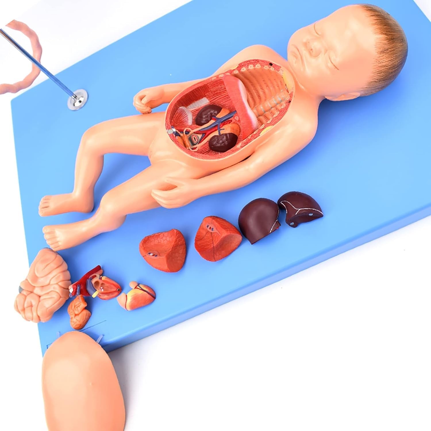 Model anatomii płodu, model anatomii trzewi noworodka, wyjmowane organy dziecka i łożysko, do nauki anatomii i fizjologii człowieka.