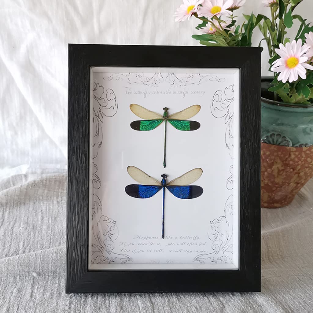 トンボ 標本 トンボの標本 黒と透明 - メルカリ