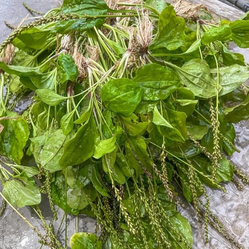 semillas de llantén menor - semillas de hortalizas, de hierbas de interior llantén menor Plantas raras, semillas orgánicas, vegetales, semillas de hierbas, jardín de hierbas en 300pcs