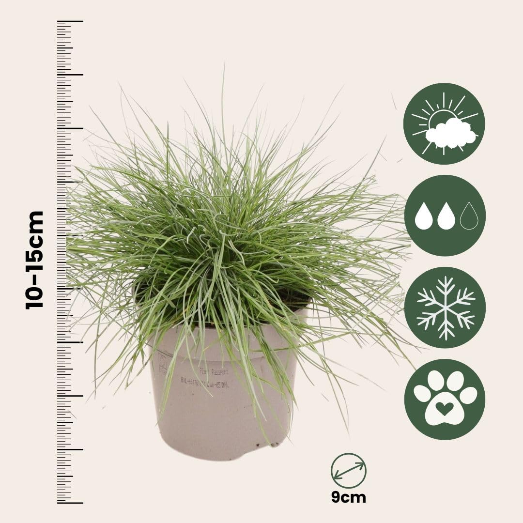 Plant in a Box - Festuca - Set di 9 - Festuca blu - Erba ornamentale - Vaso 9cm - Altezza 10-15cm