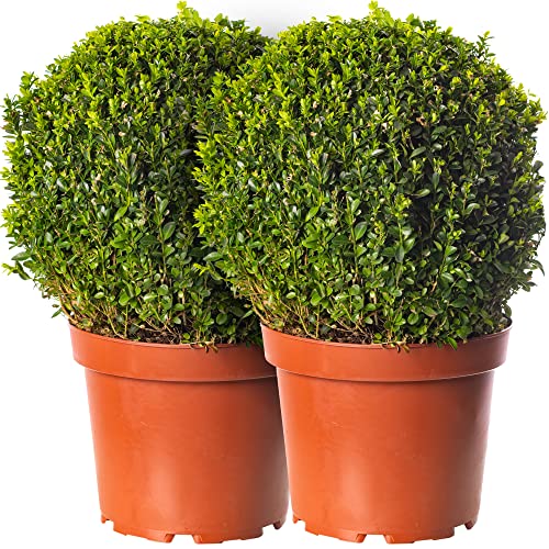 Buxus Ball Set 2 x 30cm Durchmesser Buchsbaum Garten-Topiary Echter Immergrün-Strauch