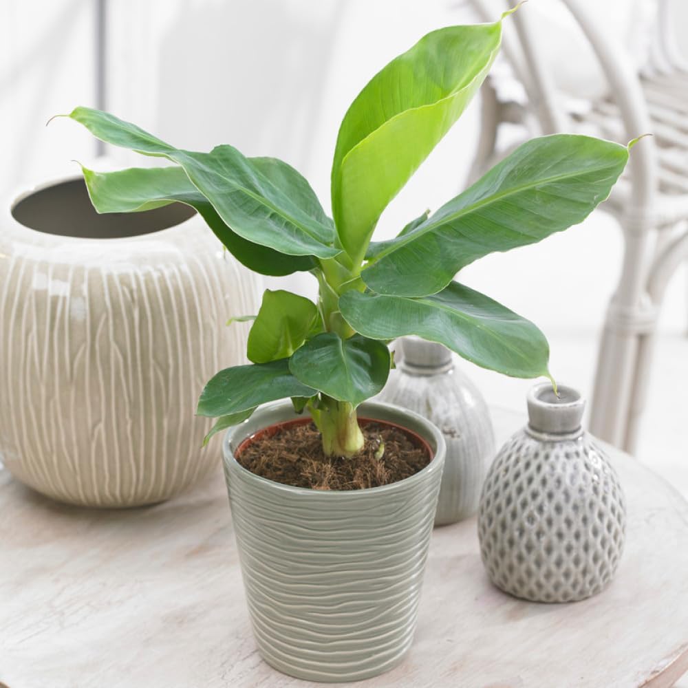 Yougarden Green Musa Tropicana Banana Plant In 12Cm Pot, Potted Dwarf Banana Plant, Houseplants For Homes And Offices, Air Purifying Indoor Plants In 12Cm Pot, Supplied As An Established Plant