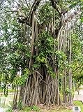 50 Banyan/Banyan FIG Tree East Indian Ficus...