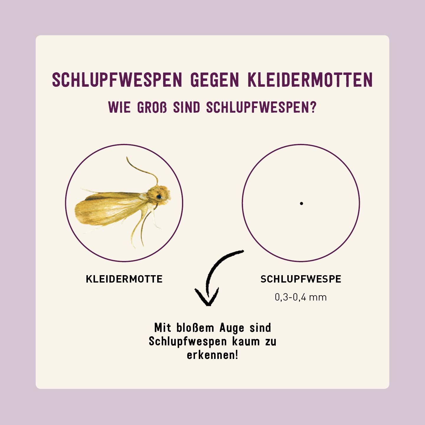 Plantura Schlupfwespen gegen Kleidermotten, Komplett-Lösung mit 12 Karten (3 Karten à 4 Lieferungen) - hochwirksame & nachhaltige Bekämpfung, Alternative zu Mottenkugeln