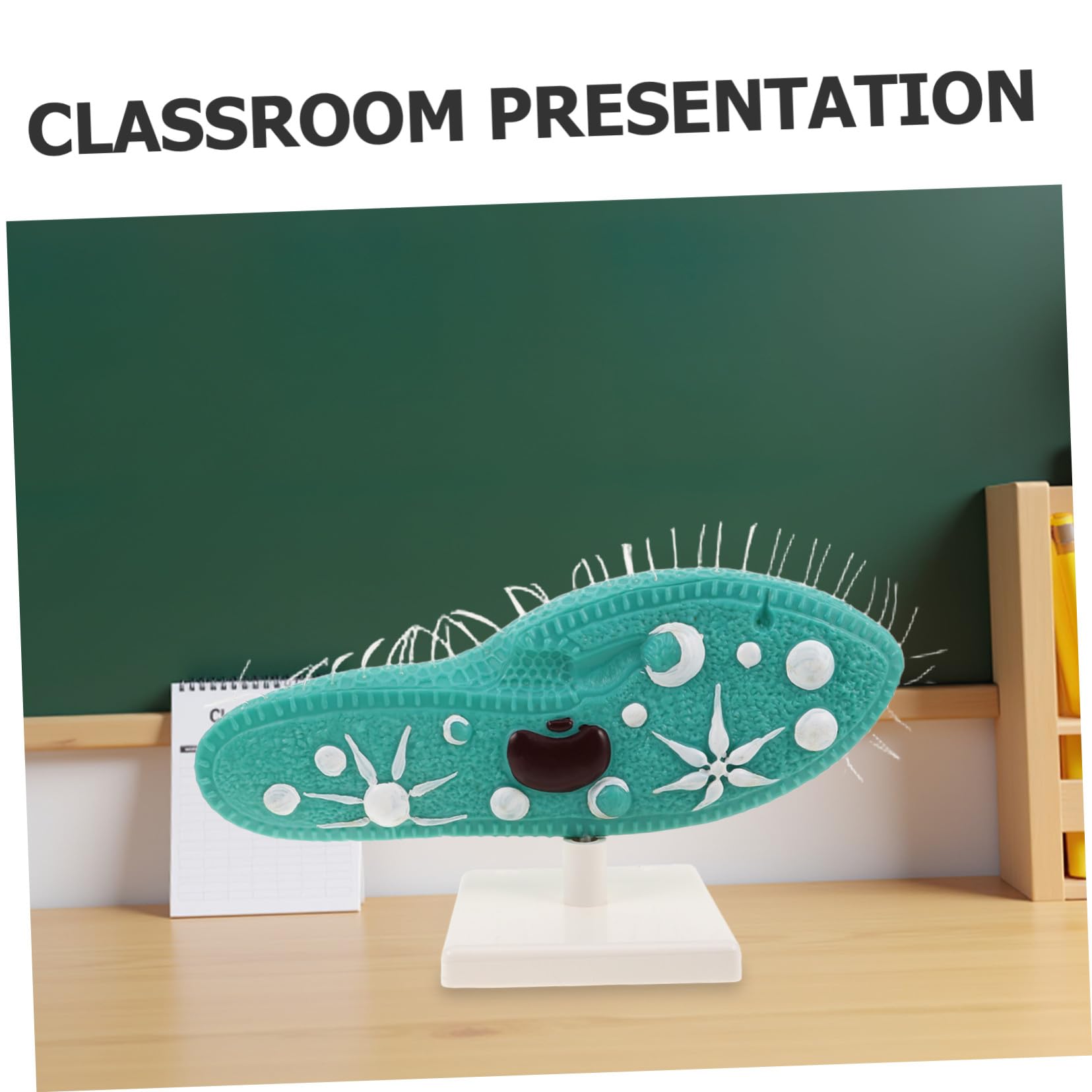 Biologie Unterrichtshilfe Protozoenmodell mit Stabilem PVC Standfuß und Detailliertem Ziliendesign für Biologieunterricht in Mittelstufe