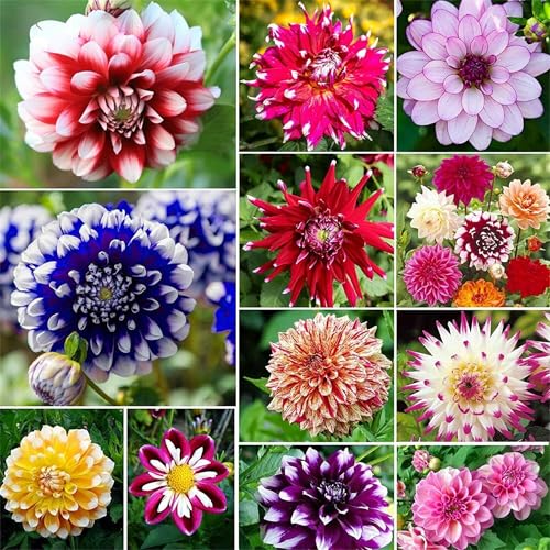 Dahlia Flower Bulb Mix (- Top Size Bulbs - Huge Exotic Showy Blooms - Assorted Colors (12...