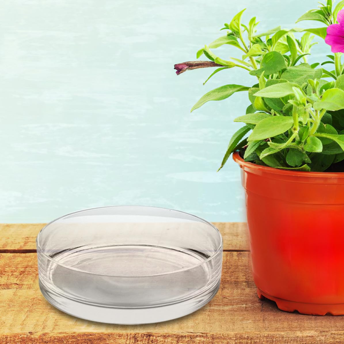Zerodeko Vaso di Vetro Rotondo per Piante e Pesci, Decorativo e Trasparente | Uso Domestico o Negozio, Vetro Delicato, Alta Trasparenza, Stile Chic, Adatto a Composizioni Floreali