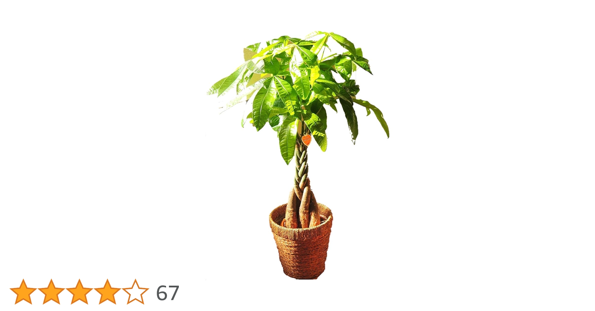 ぱきら（感謝） 楽天市場】観葉植物 パキラ 7号角プラスチック鉢 高さ約1m