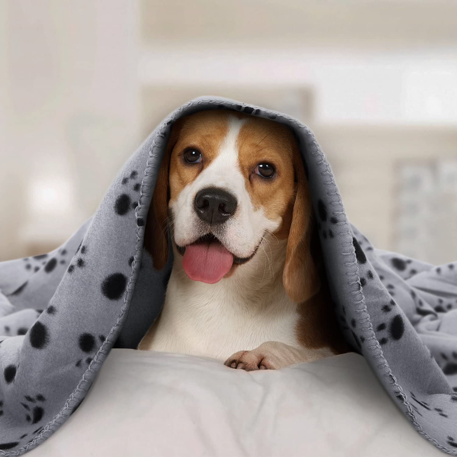 Nobleza - 6 x Hundedecke Weiche Fleecedecke Waschbare Deck für Haustier Hunde Katzen Welpen Weiche Warme Matte, Grau, 160 * 100cm