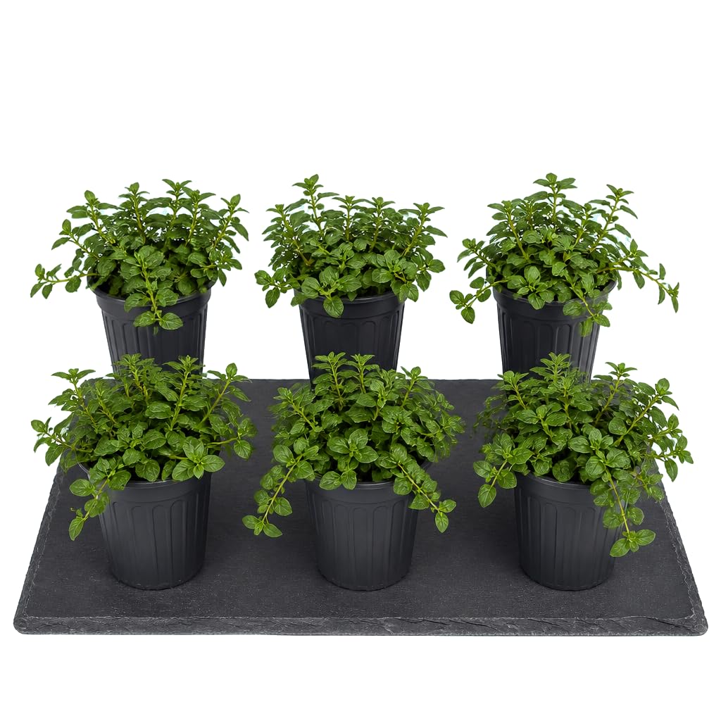 Mentha Piperita - DECOALIVE - Menta Común - Set de 6 Unidades - 25-30 cm de Altura - para Jardinería Urbana