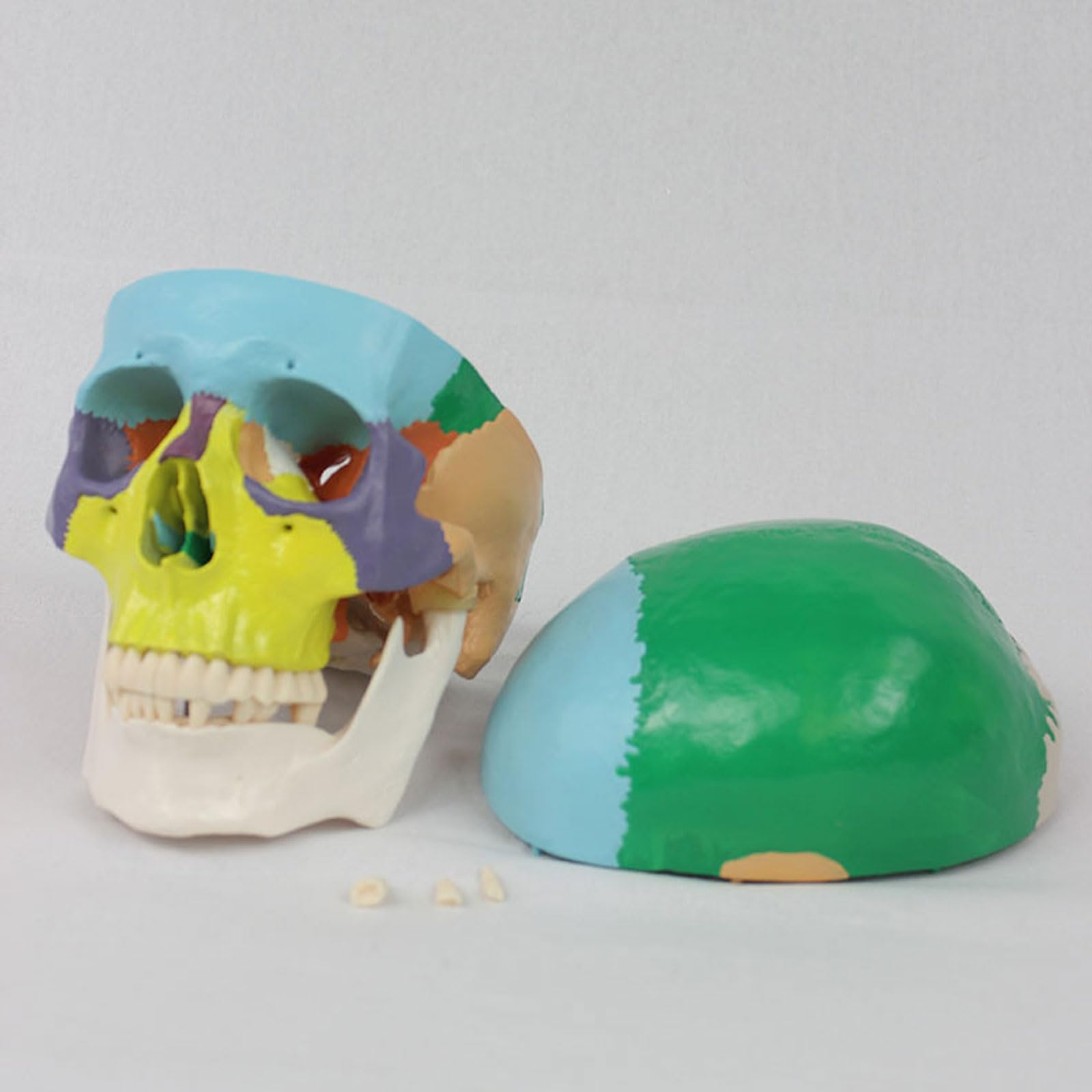 Kolorowy Model Anatomiczny Czaszki Anatomia Nauczanie Szkielet Głowy Medyczny Model Demonstracyjny Artykuły Laboratoryjne Stomatologiczne