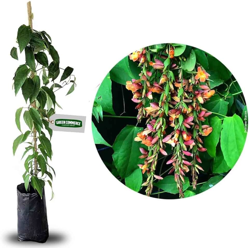 Muda de Mini Sapatinho de Judia Planta Trepadeira Para Pergolados e Cerca Viva