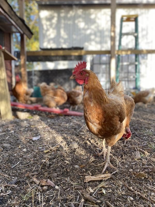 Nutrena Country Feeds 16% Layer Crumble Chicken Feed 50 Pounds