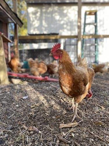 Nutrena Country Feeds 16% Layer Crumble Chicken Feed 50 Pounds