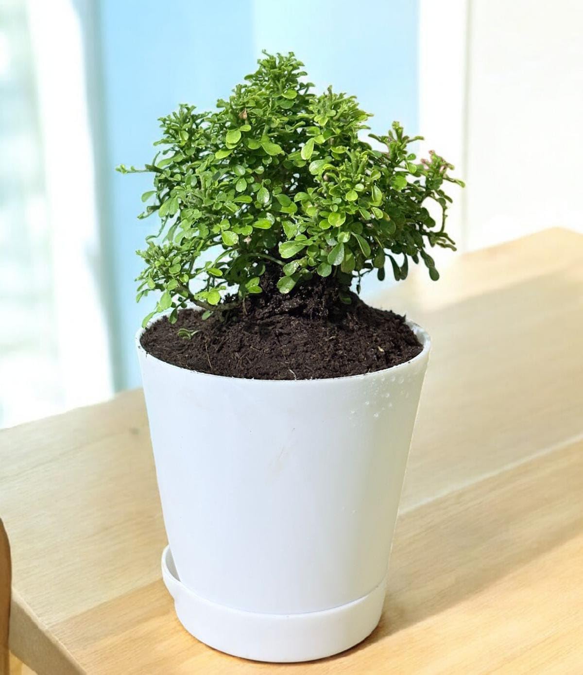 Bonsai banyan tree live plant big,Japanese boxwood bonsai plant 2 Years old | With Self Watering Pot (Pack of 1 live plant)-image-39