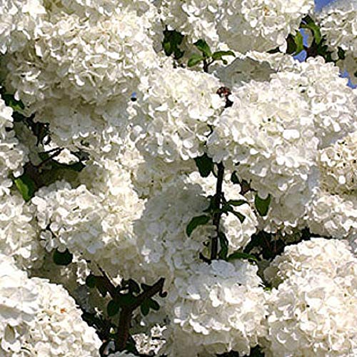Chinese Snowball Viburnum (2.5 Gallon) Flowering Semi-Evergreen Shrub with White Hydrangea-Like Blooms - Full to Part Sun Live Outdoor Plant