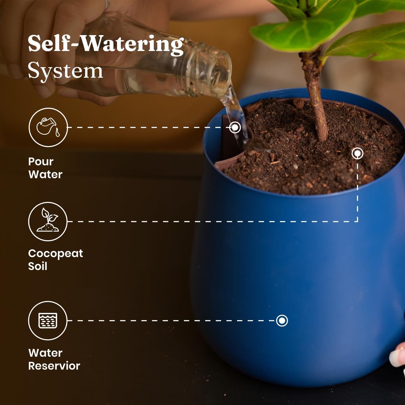 Kyari Zamia Green ZZ Plant - Air Purifying & Self Watering -5