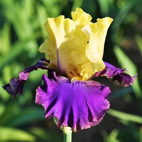 Jurassic Park - Iris barbudo que reflorece – Crece año tras año – Perenne, fragante e ideal para arreglos florales cortados – Fácil de cultivar