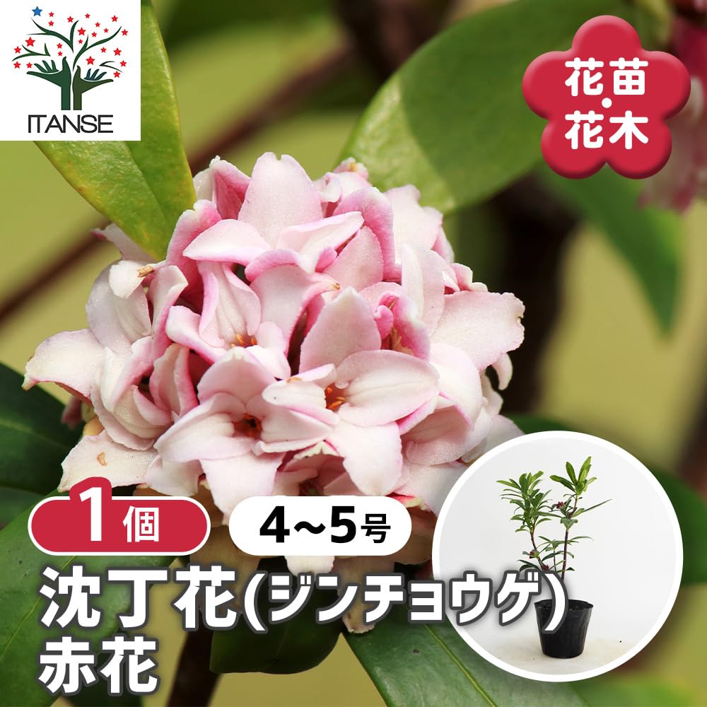 Amazon.co.jp: ITANSE 沈丁花(ジンチョウゲ) 赤花 4～5号 1個