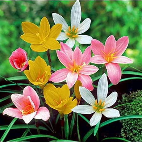Rain Lily Mix Bulbs: A Vibrant, Low-Maintenance Delight for Perennial Gardens