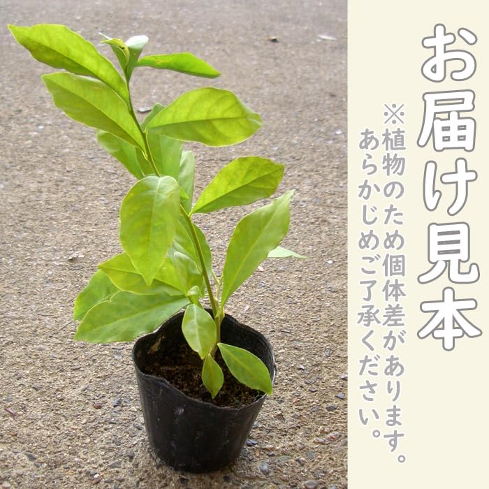 ニオイバンマツリ（観葉植物、庭木、シンボルツリー用）