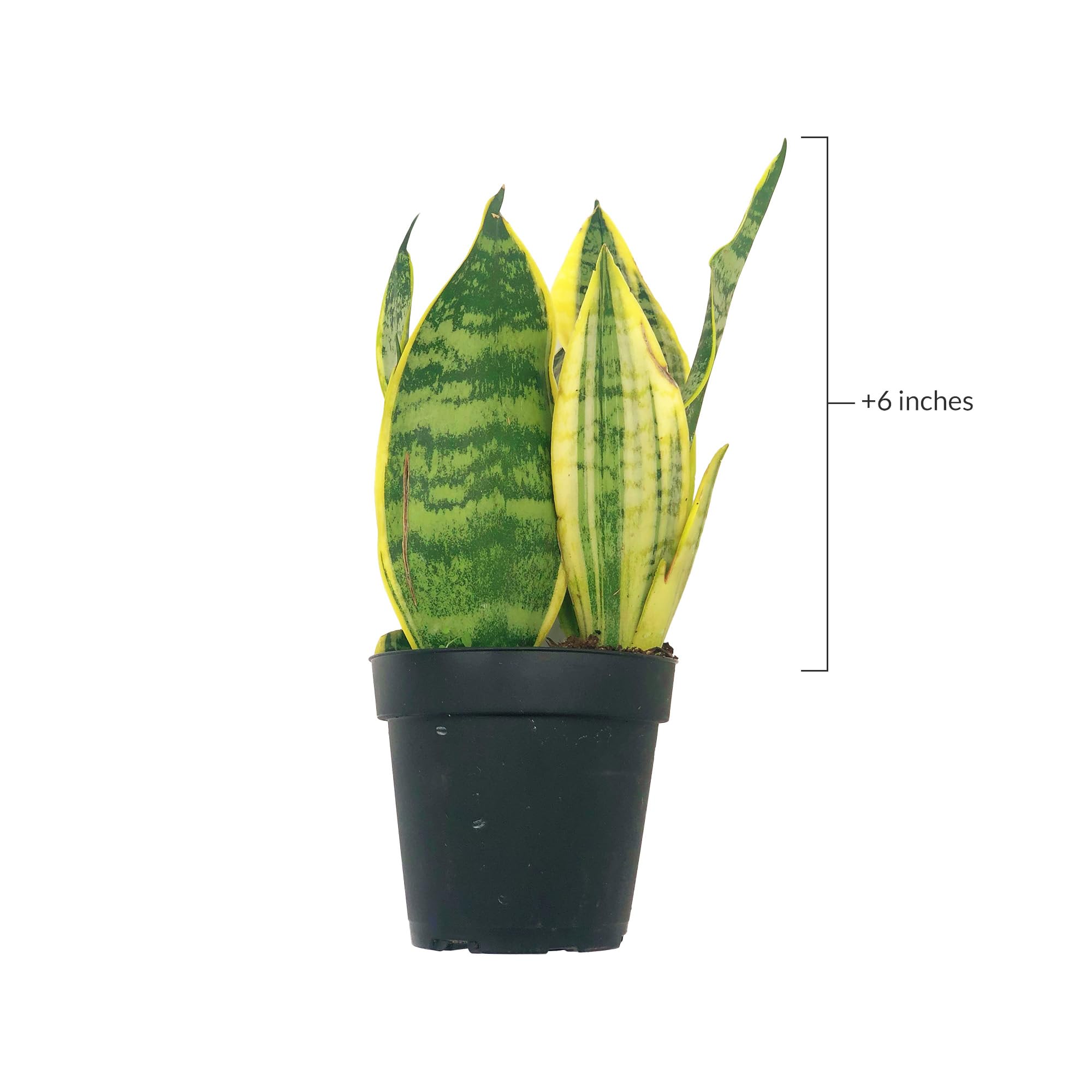 Amazon.com : Live Snake Plant  Sansevieria Superba Trifasciata  ragnaroc  Tropical Plant in 4 Pot +6 Plant Height, Indoor House Plant in Pot,  Potted Succulent Plant : Patio, Lawn & Garden