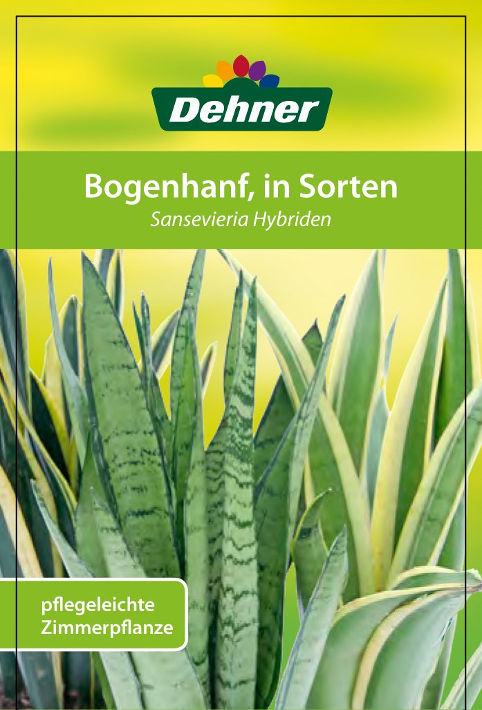 Dehner Bogenhanf, panaschierte Blätter, ca. 90-100 cm, Ø Topf 30 cm