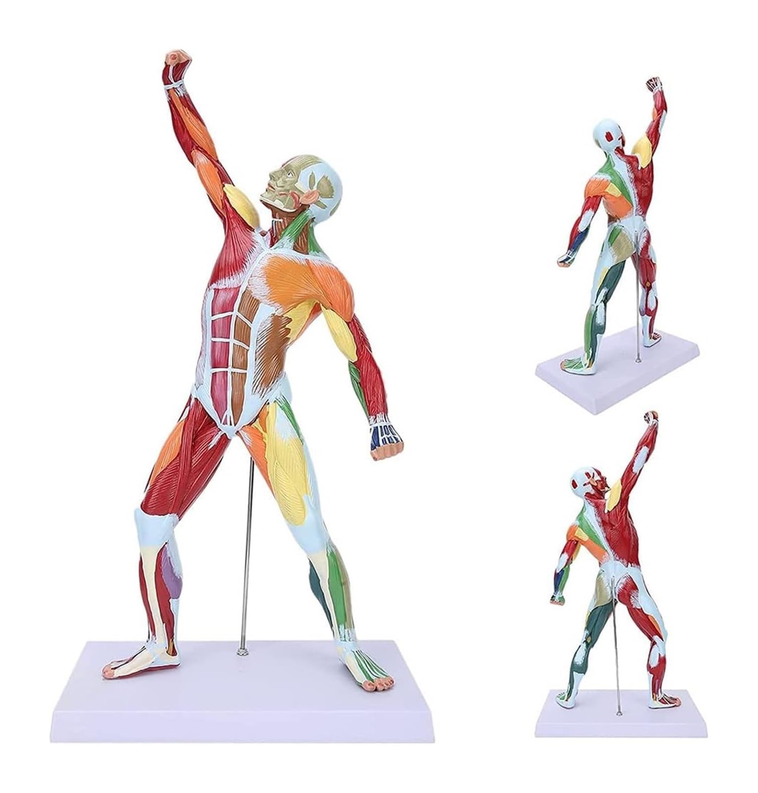 Modèle musculaire humain AMITD en PVC de 50,8 cm pour l'étude à domicile