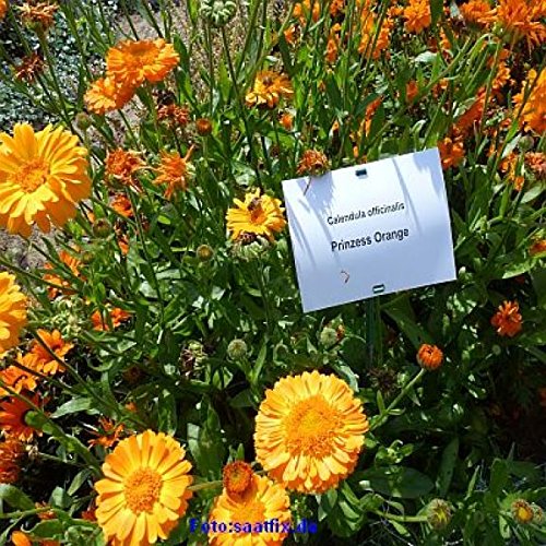 Sommerzauber Pflückmischung - Bienenwiese Blumenwiese-Mischung für ca. 750-1000m²