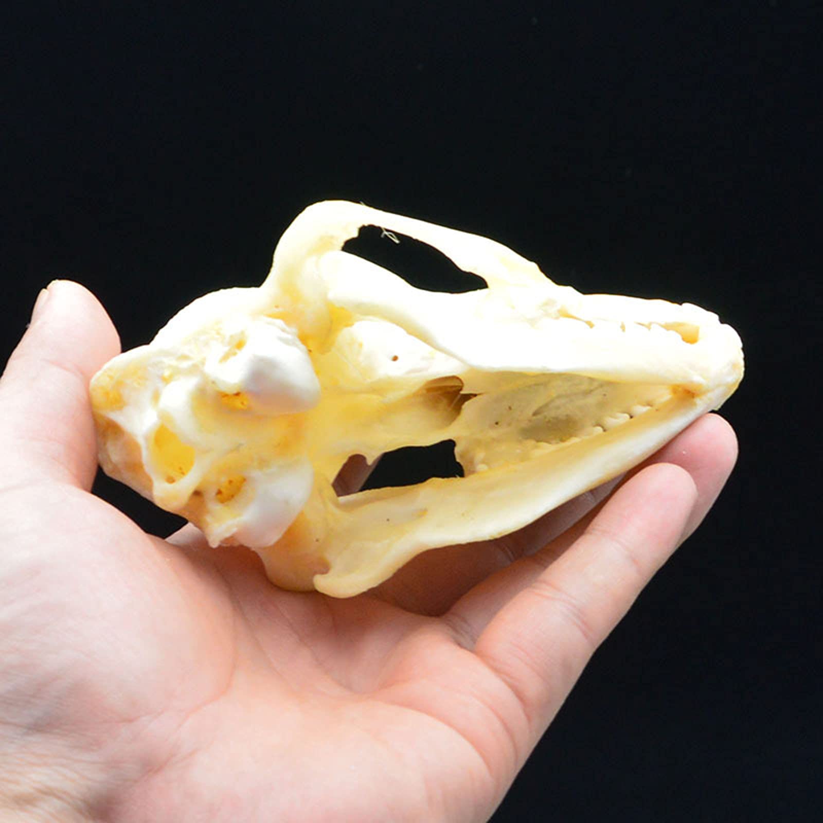 Amazon.co.jp: タヌキの頭蓋骨の動物の骨の装飾品本物の動物の頭蓋骨の