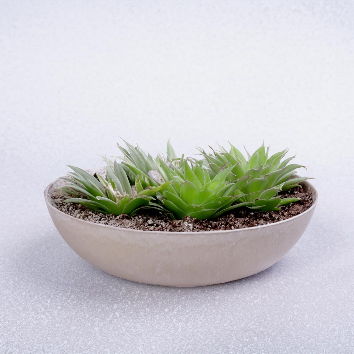 Matches21 Vaso A Pancia In Plastica Marrone | 45x15,5 Cm | Per Giardino, Cimitero, Interni Ed Esterni - 3