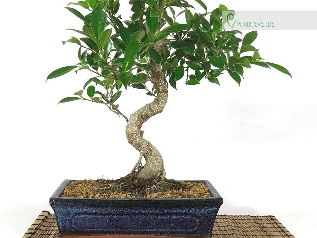 Bonsai di Ficus Retusa vaso cm. 25