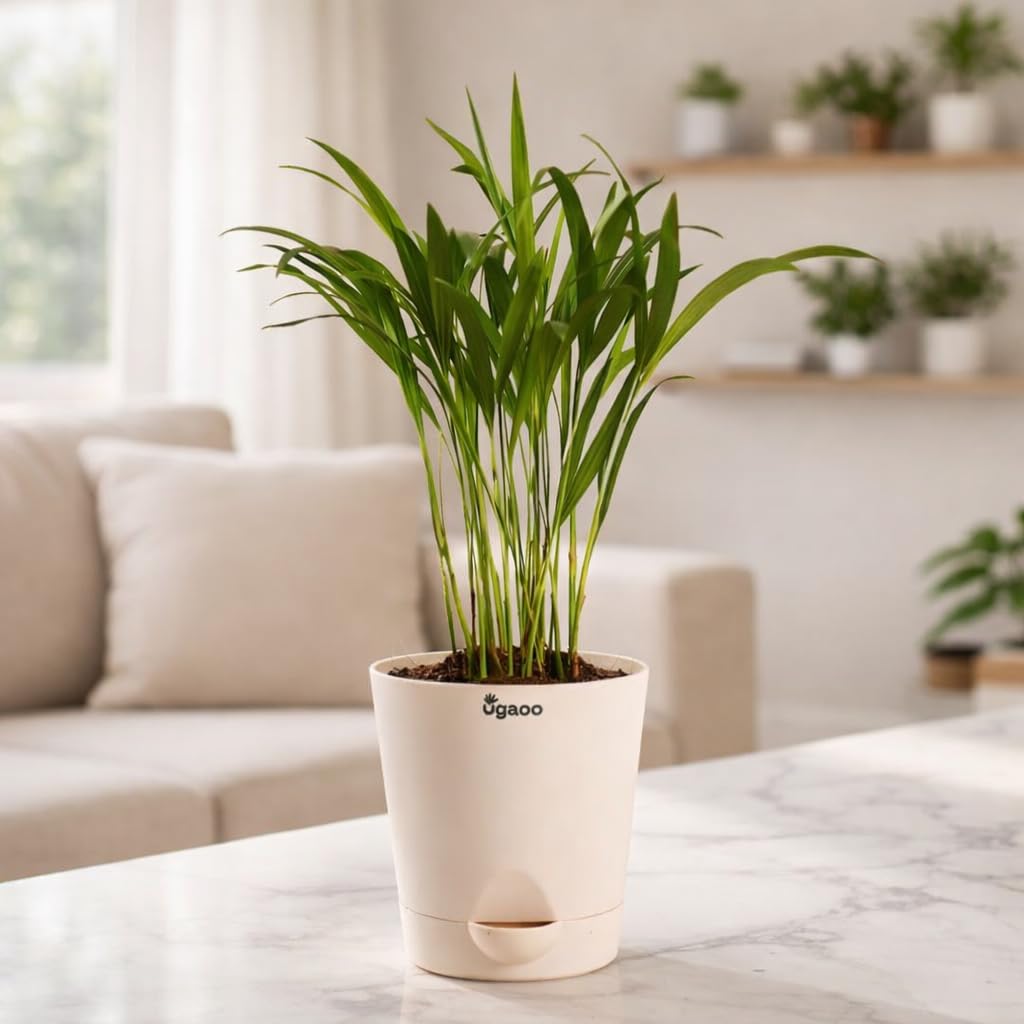 Ugaoo Areca Palm Small Live Plant for Home & Office | Natural Air Purifier | Low Maintenance Indoor Plant | Improves Humidity & Purifies Air | Live Plant with Pot-image-49