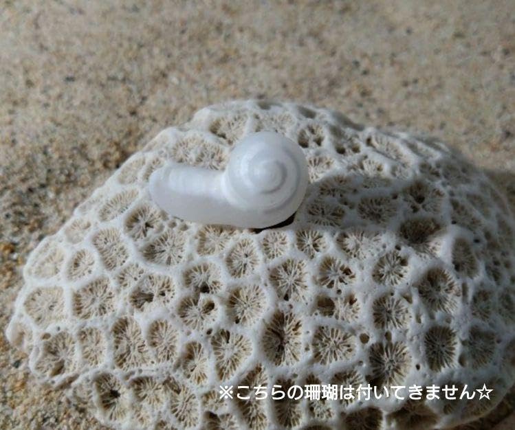 Amazon.co.jp: イシカブラ素敵なケオンと珊瑚セット ケオン