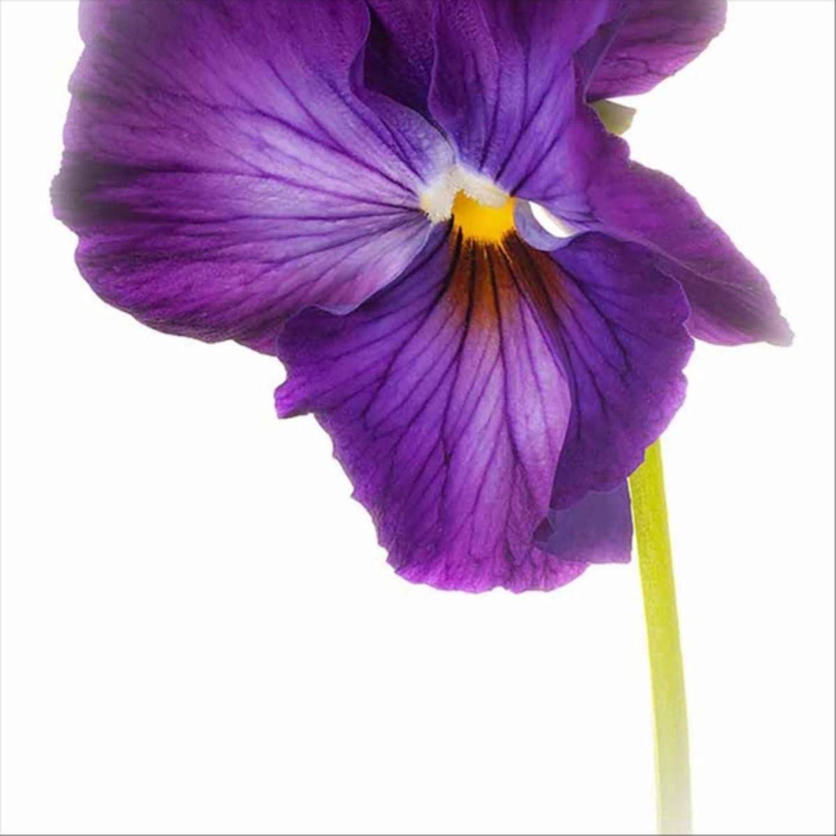 Purple Pansie