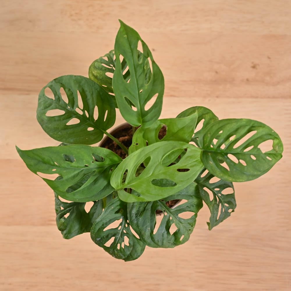 Philodendron Broken Heart Plant - Live & Easy Care -3